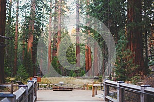 View of giant redwood sequoia trees in Mariposa Grove of Yosemite National Park, Sierra Nevada, Wawona, California, United States photo