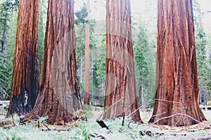 View of giant redwood sequoia trees in Mariposa Grove of Yosemite National Park, Sierra Nevada, Wawona, California, United States