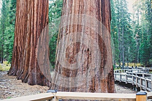 View of giant redwood sequoia trees in Mariposa Grove of Yosemite National Park, Sierra Nevada, Wawona, California, United States photo