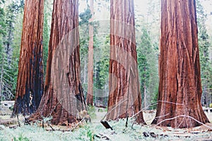 View of giant redwood sequoia trees in Mariposa Grove of Yosemite National Park, Sierra Nevada, Wawona, California, United States photo
