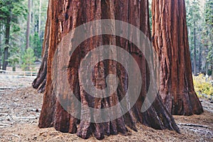 View of giant redwood sequoia trees in Mariposa Grove of Yosemite National Park, Sierra Nevada, Wawona, California, United States photo