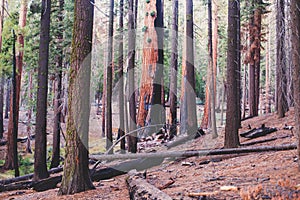 View of giant redwood sequoia trees in Mariposa Grove of Yosemite National Park, Sierra Nevada, Wawona, California, United States photo