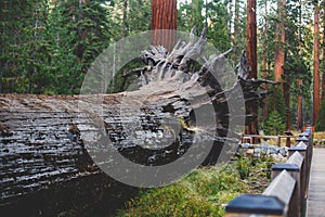 View of giant redwood sequoia trees in Mariposa Grove of Yosemite National Park, Sierra Nevada, Wawona, California, United States