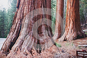 View of giant redwood sequoia trees in Mariposa Grove of Yosemite National Park, Sierra Nevada, Wawona, California, United States photo