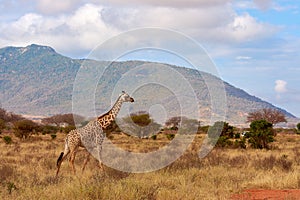 View of the Giraffe in Tsavo National Park in Kenya, Africa. Safari car, blue sky with clouds and mountain