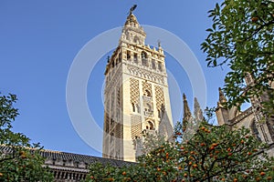 View of Giralda tower of Seville Cathedral of Saint Mary of the See Seville Cathedral  with oranges trees in the foreground