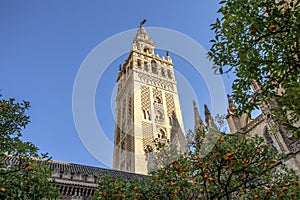 View of Giralda tower of Seville Cathedral of Saint Mary of the See Seville Cathedral  with oranges trees in the foreground