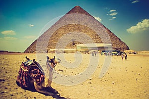 View of the Giza Pyramids, the tourists near them and the camel in the foreground. Egypt. Cairo.