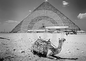 View of the Giza Pyramids, the tourists near them and the camel in the foreground.