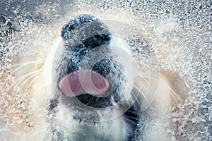 View through the glass as a cute red Corgi puppy funny licks pink tongue icicles with frosty patterns with a cold window on a