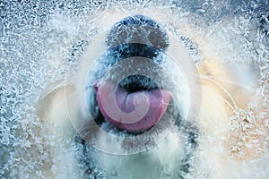 View through the glass as a cute red dog funny licks pink tongue icicles with frosty patterns with a cold window in the winter