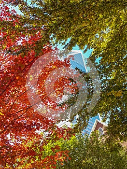 View of glass skyscraper building through colorful tree branches