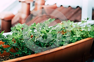 View of glowing tray with grass in the urban garden