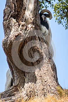 View of a goat rubbing against a tree near the village of Conistone in the Yorkshire Dales National Park photo