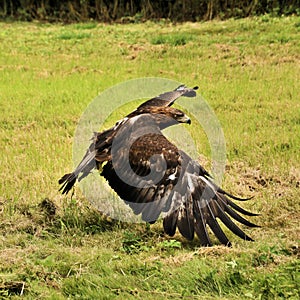 A view of a Golden Eagle in flight