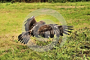 A view of a Golden Eagle in flight