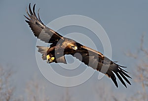 A view of a Golden eagle in flight