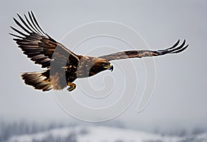 A view of a Golden eagle in flight