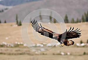 A view of a Golden Eagle in flight