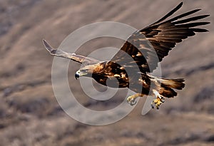 A view of a Golden eagle in flight