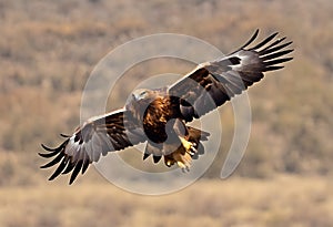 A view of a Golden Eagle in flight