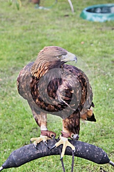 A view of a GoldenEagle