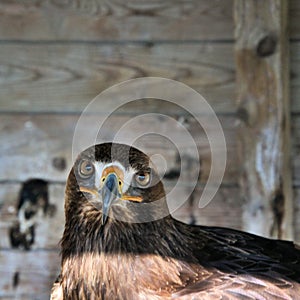 A view of a GoldenEagle