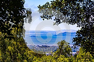 A view of the Golden Gate Bridge through a frame of forest  at UC Berkeley  Botanical Garden California