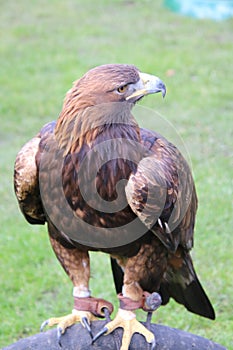 A view of a GoldenEagle