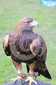 A view of a GoldenEagle