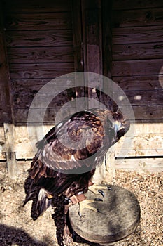 A view of a GoldenEagle