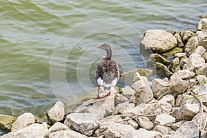 A view of a goose wadding down the shore of Boddington Reservoir, Northampton, UK