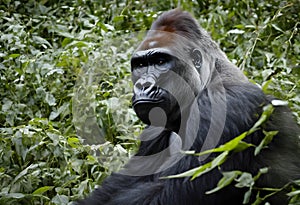 A view of a Gorilla in the Jungle