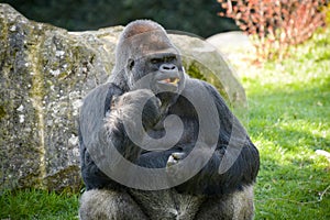 View of a gorilla silver back