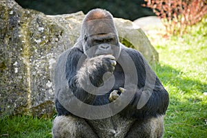 View of a gorilla silver back