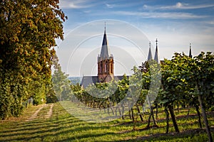 View of the gothic cathedral church Katharinenkirche in Oppenheim through romantic vineyards