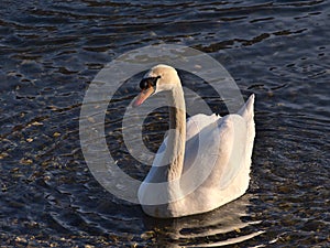 View of graceful mute swan with white plumage and orange beak on shore of Danube River in Sigmaringen, Germany.