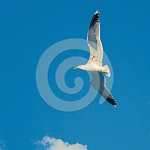 view Graceful seagull gliding effortlessly through expansive blue sky