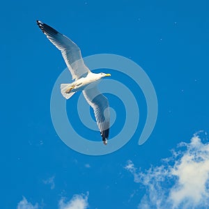 view Graceful seagull gliding effortlessly through expansive blue sky