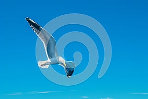 view Graceful seagull gliding effortlessly through expansive blue sky