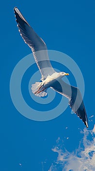 view Graceful seagull gliding effortlessly through expansive blue sky