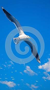 view Graceful seagull gliding effortlessly through expansive blue sky