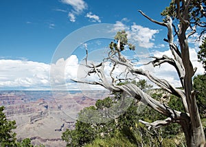 View into Grand Canyon