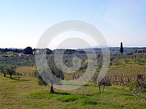 View of grape agricultural plantations in the countryside