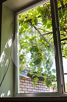 View of grape bunches on patio through home window