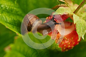 View of a grape snail devouring a strawberry harvest, on a large ripe bright red strawberry creeps and spoils the harvest, a