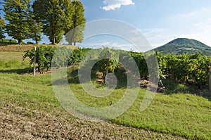 View of grape vineyards, captured in the late summer, Padova, It