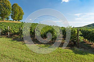 View of grape vineyards, captured in the late summer, Padova, It