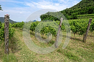 View of grape vineyards, captured during summer, in the late morning