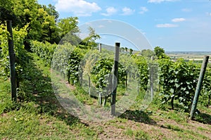 View of grape vineyards at summer, in the late morning